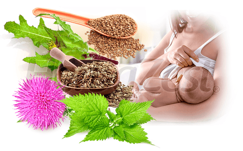 5 Best Herbs to Increase Milk Supply