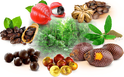 7 Amazing Herbs from the Amazon Rainforest