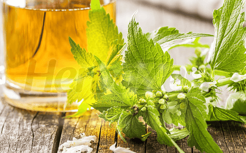 Allergic Rhinitis Symptoms May Be Alleviated with Nettle