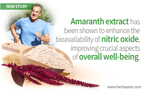 Amaranth Extract Increases Levels of Nitric Oxide in the Body