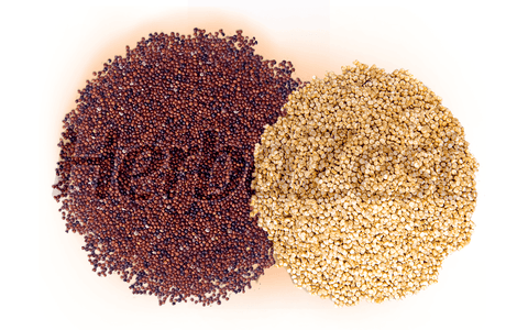 Andean Grains Confirmed to Be Excellent Sources of Phenolic Compounds