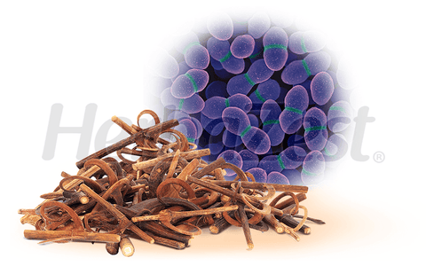 Antimicrobial Properties of Cat's Claw Shown in a Trial