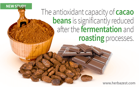 Cacao Antioxidant Capacity Shown to Get Degraded When Processed
