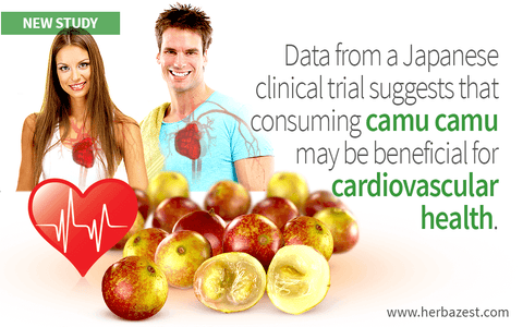 Camu Camu May Have a Positive Influence over Cardiovascular Health