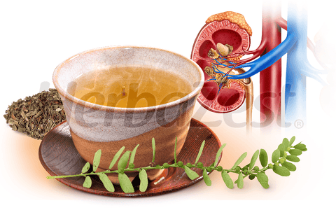 Drinking Stonebreaker Tea Can Benefit People with Kidney Stones