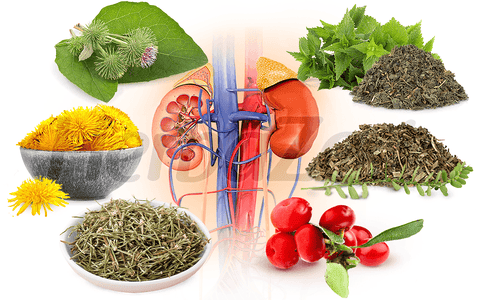 Essential Herbs For Kidney Health