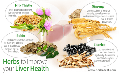 Herbs to Improve your Liver Health