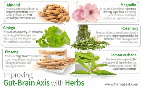 Improving Gut-Brain Axis with Herbs
