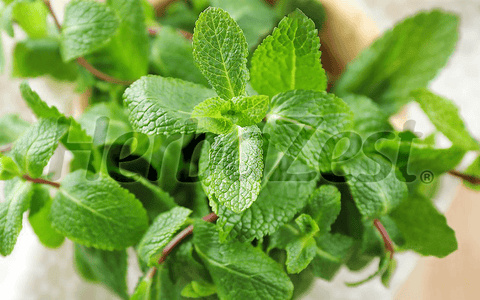 Lemon Balm Has Beneficial Effects on Mood and Cognition