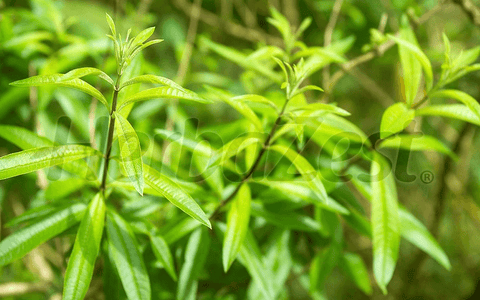 Lemon Verbena Aids Muscle Recovery After Exhaustive Exercise