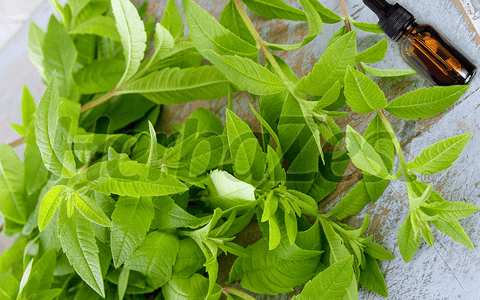 Lemon Verbena Has Positive Effects on Sleep
