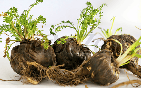 Maca Shows Promise in Protecting Brain Cells from Oxidative Stress