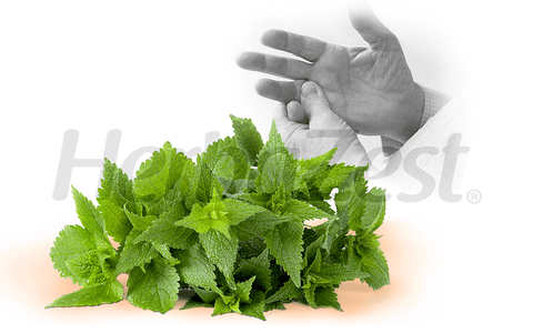 Nettle Can Significantly Reduce Arthritis Pain, Study Finds