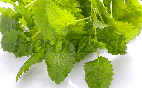 New Research Shows Lemon Balm's Lipid-Lowering Benefits