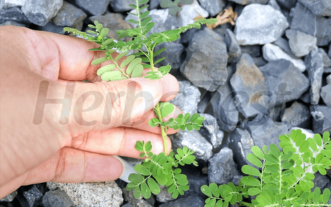 Researchers Evaluate Stonebreaker's Immunity-Boosting Effects