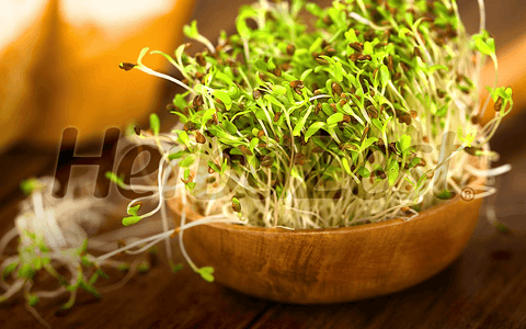 Sprouting 101: Boost Your Health with Simple Home-Grown Nutrition