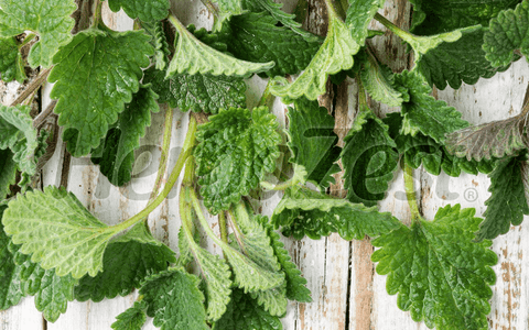 Study Explores Anxiolytic and Antidepressant Effects of Lemon Balm
