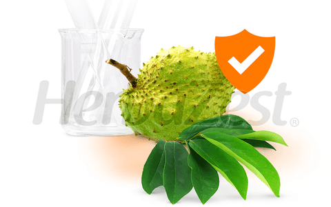 Study Explores Benefits of Soursop Leaf for Immunity