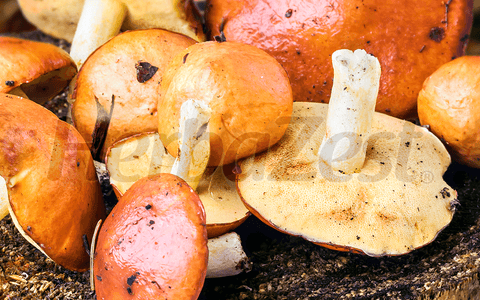 Suillin from Slippery Jack Mushroom Shows Promise for Brain Health