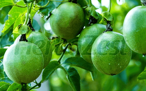 Therapeutic Potential of Peruvian Fruits Explored by a Study