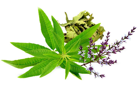 Lemon Verbena